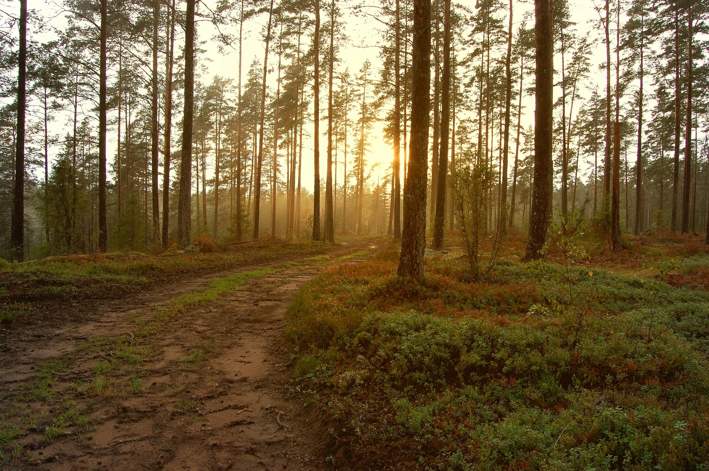 Pairing Servant Leadership and Coaching
